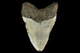 Fossil Megalodon Tooth - North Carolina #147780-1
